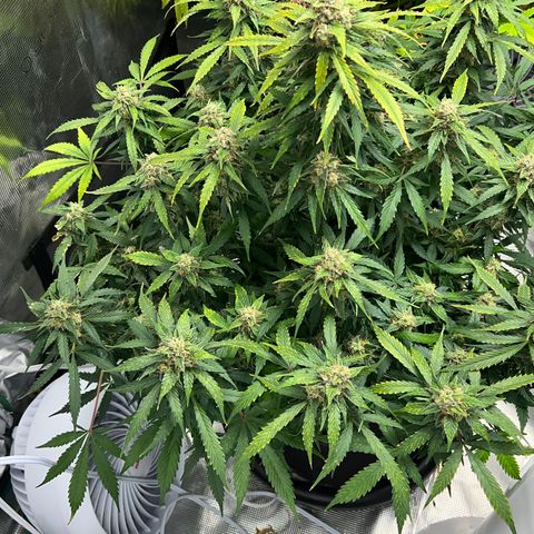 Amnesia Haze growlog timeline photo