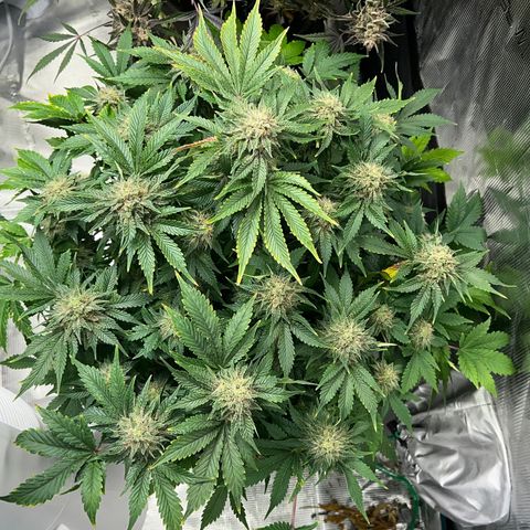 Mesphito - CDLC growlog timeline photo