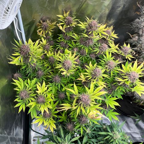Gelato growlog timeline photo