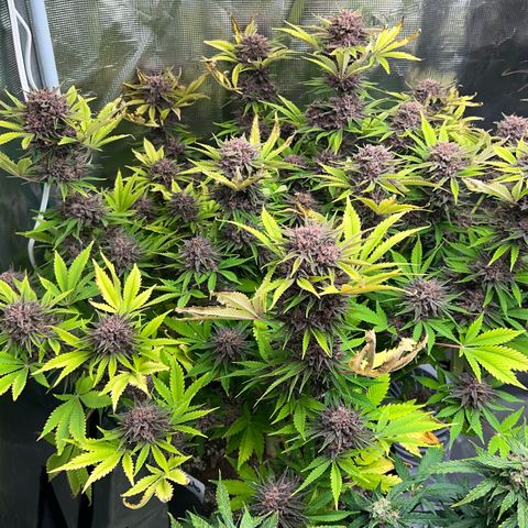 Gelato growlog timeline photo