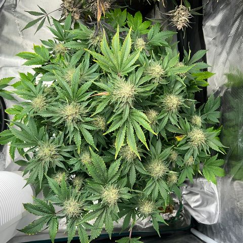 Mesphito - CDLC growlog timeline photo