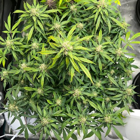 Amnesia Haze growlog timeline photo