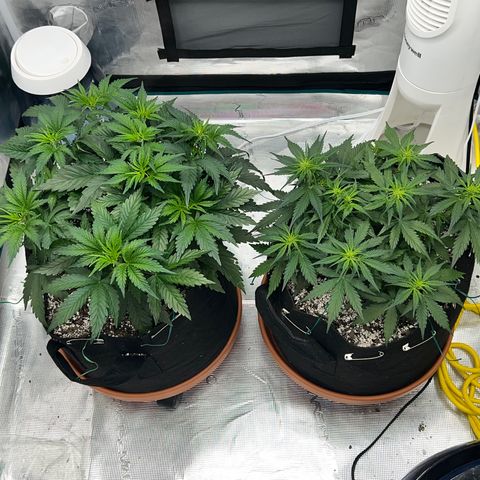 Planet of the Grapes growlog timeline photo