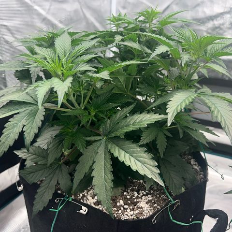 Planet of the Grapes growlog timeline photo