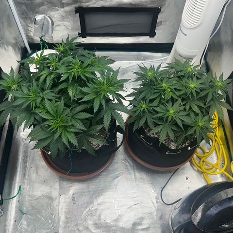 Planet of the Grapes growlog timeline photo