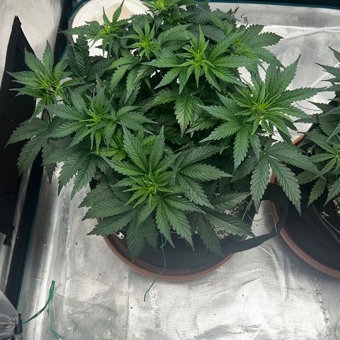 Planet of the Grapes growlog timeline photo