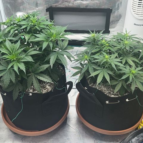 Planet of the Grapes growlog timeline photo