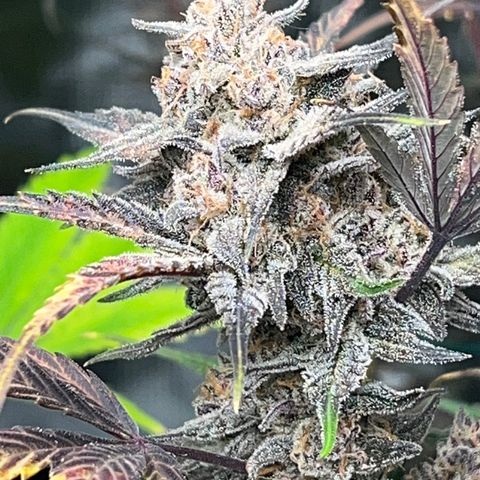 Queens Banner growlog timeline photo