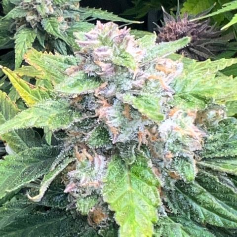 Amnesia Haze growlog timeline photo