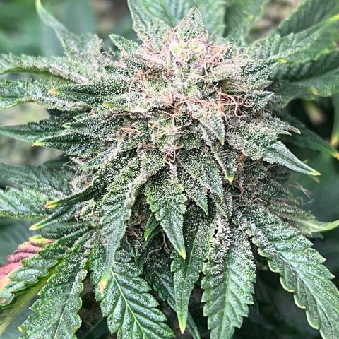 Mesphito - CDLC growlog timeline photo