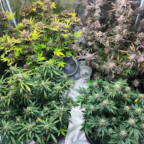 Mesphito - CDLC growlog timeline photo
