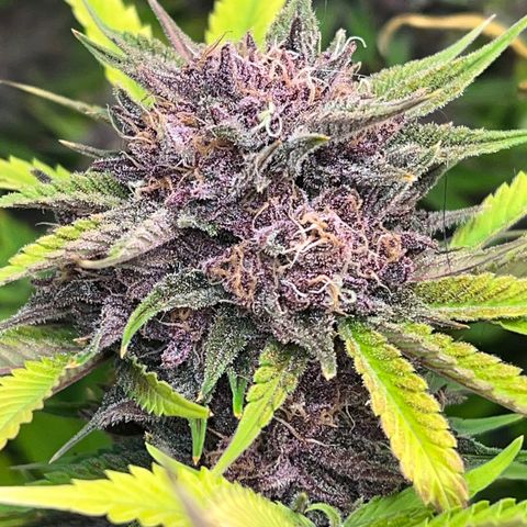 Gelato growlog timeline photo
