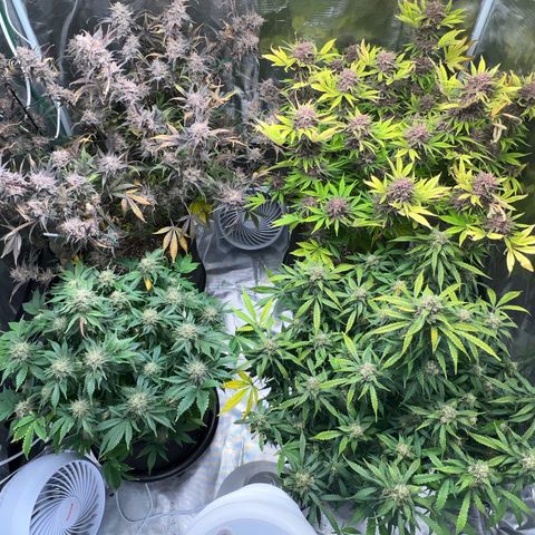 Amnesia Haze growlog timeline photo