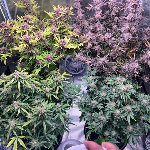 Amnesia Haze growlog timeline photo