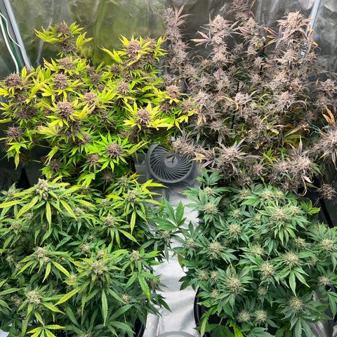 Amnesia Haze growlog timeline photo