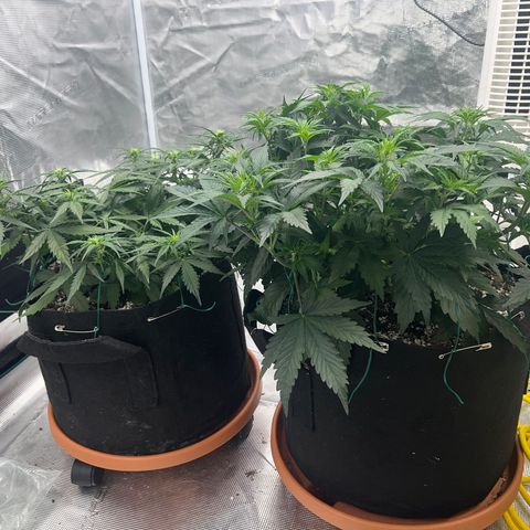 Planet of the Grapes growlog photo: Morning after training