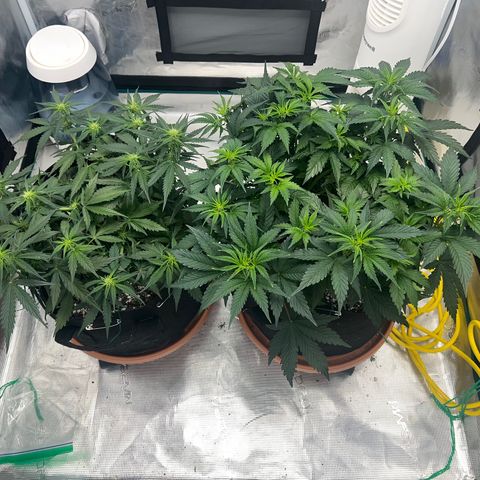 Planet of the Grapes growlog photo: Morning after training