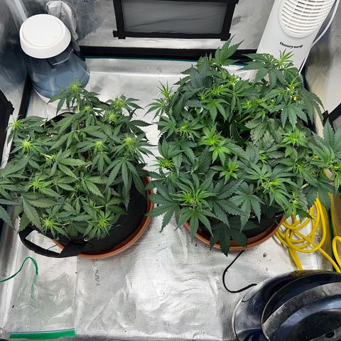 Planet of the Grapes growlog photo: 2.5 hours after training 