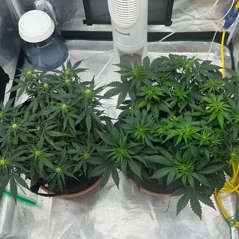 Planet of the Grapes growlog timeline photo