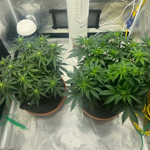 Planet of the Grapes growlog timeline photo