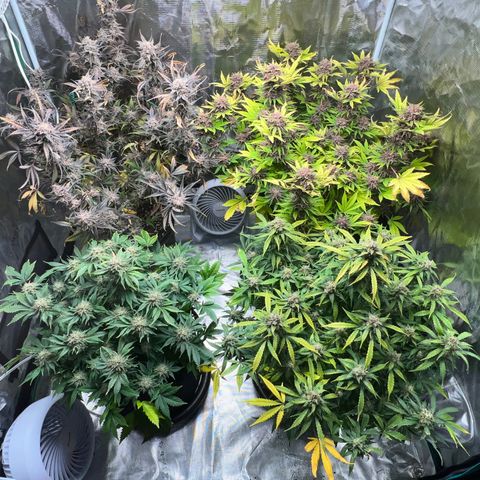 Amnesia Haze growlog timeline photo