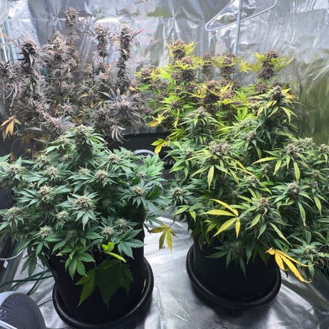 Amnesia Haze growlog timeline photo