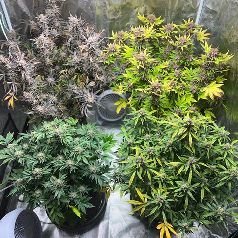 Amnesia Haze growlog timeline photo