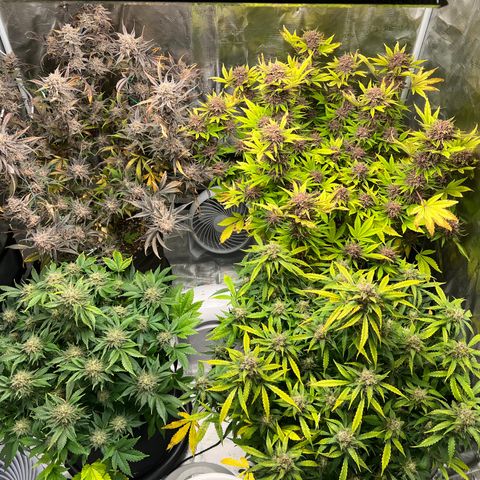 Amnesia Haze growlog timeline photo