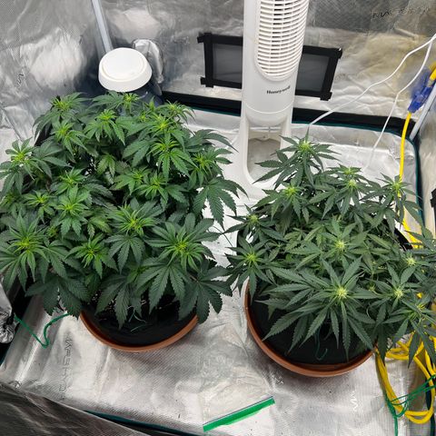 Planet of the Grapes growlog timeline photo