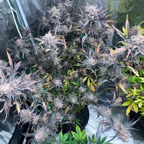 Queens Banner growlog timeline photo