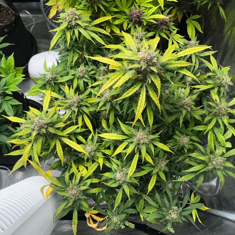 Amnesia Haze growlog timeline photo