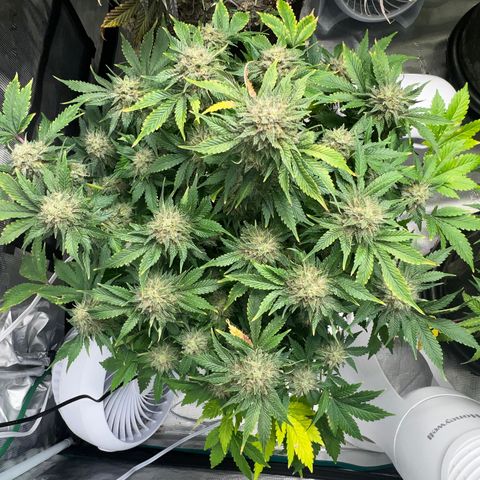 Mesphito - CDLC growlog timeline photo