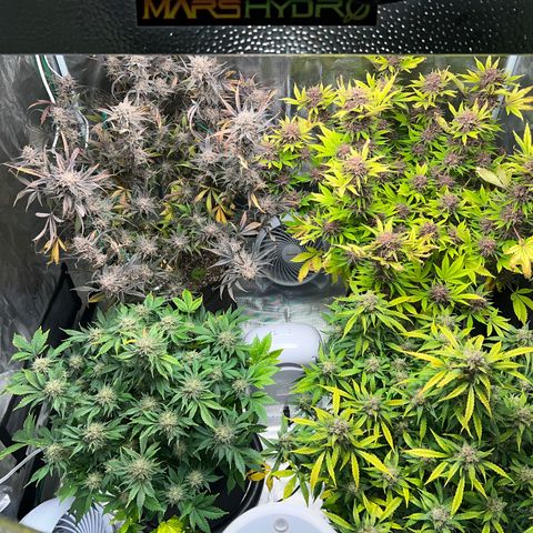 Gelato growlog timeline photo
