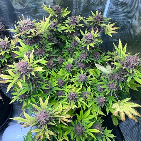 Gelato growlog timeline photo