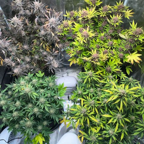 Gelato growlog timeline photo
