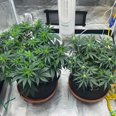 Planet of the Grapes growlog timeline photo
