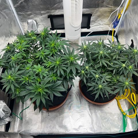 Planet of the Grapes growlog timeline photo