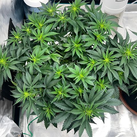 Planet of the Grapes growlog timeline photo