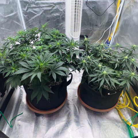Planet of the Grapes growlog timeline photo