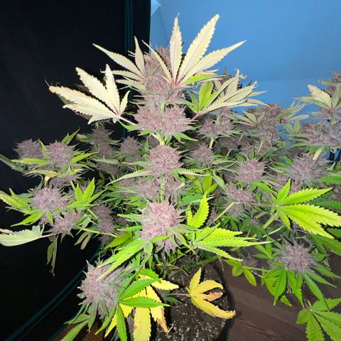 Gelato growlog timeline photo
