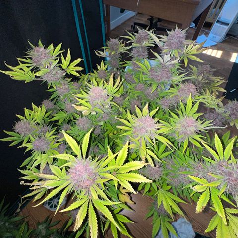 Gelato growlog timeline photo