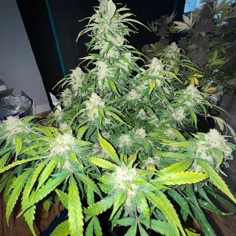 Amnesia Haze growlog timeline photo