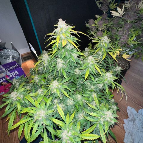 Amnesia Haze growlog timeline photo