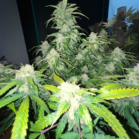 Amnesia Haze growlog timeline photo