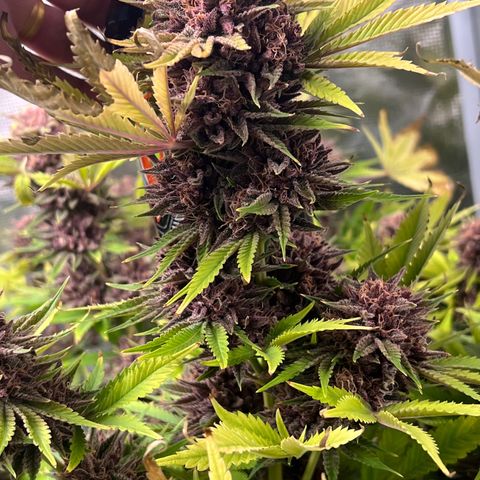 Gelato growlog timeline photo