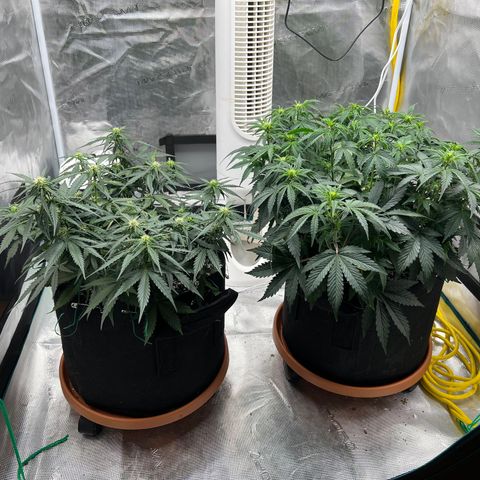 Planet of the Grapes growlog timeline photo