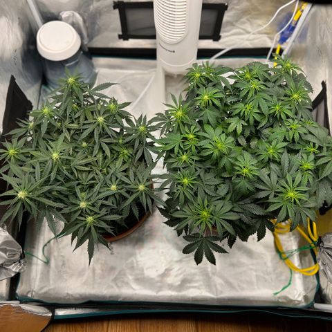 Planet of the Grapes growlog timeline photo