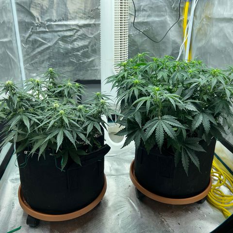 Planet of the Grapes growlog timeline photo