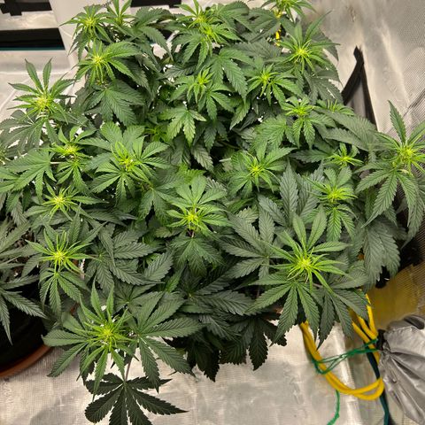 Planet of the Grapes growlog timeline photo