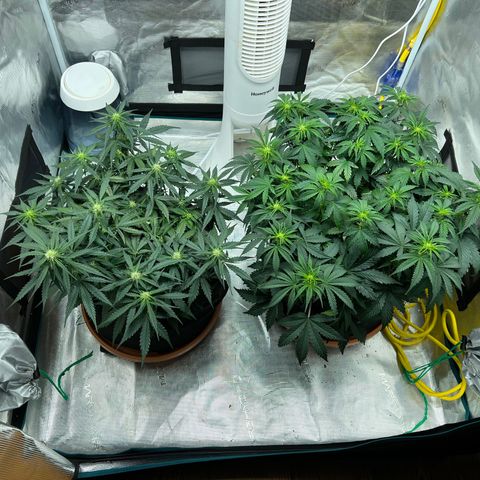 Planet of the Grapes growlog timeline photo
